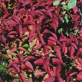 HONEYSUCKLE BUSH