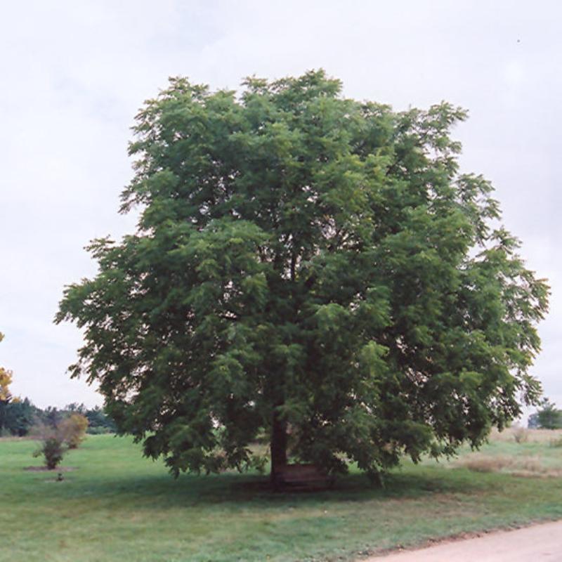 BLACK WALNUT