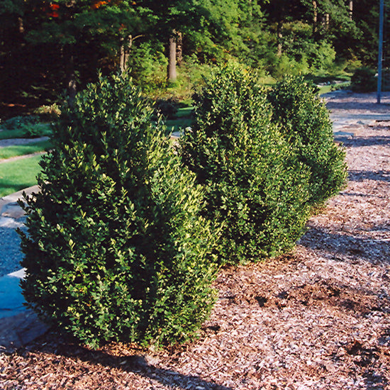 BOXWOOD GREEN MOUNTAIN