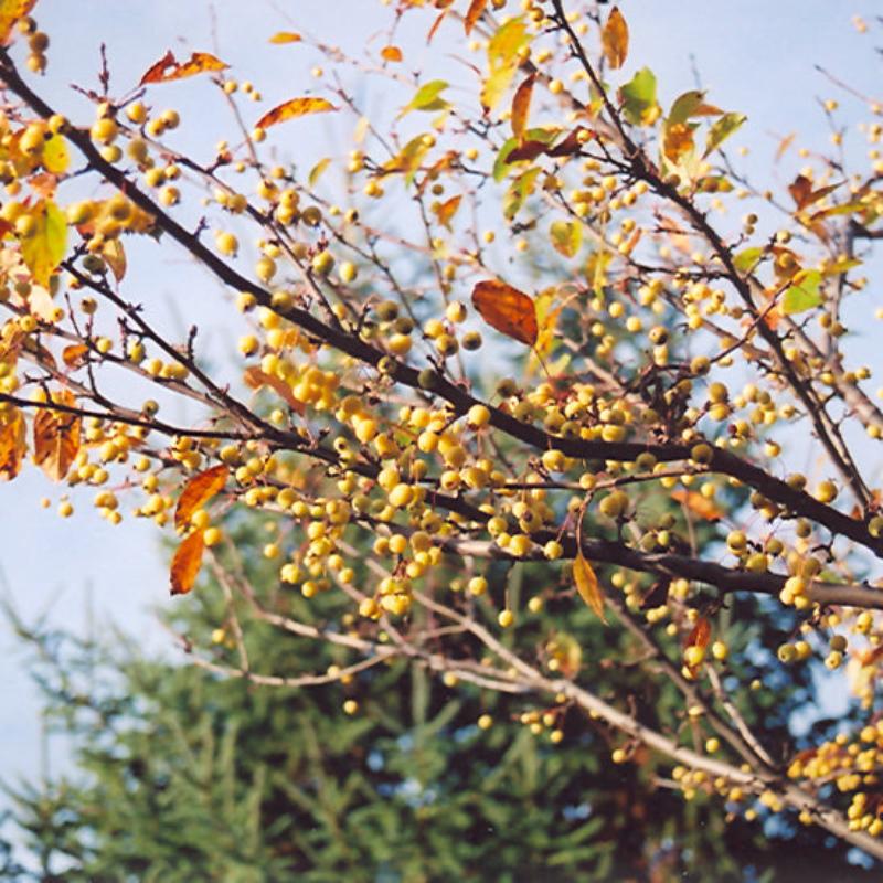 CRABAPPLE HARVEST GOLD