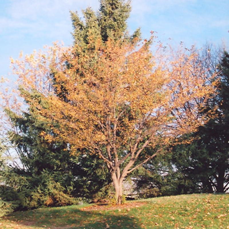 CRABAPPLE HARVEST GOLD