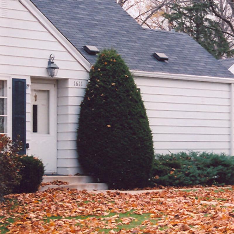 YEW CLIPPED CONE