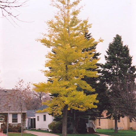 GINKGO PRINCETON SENTRY