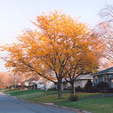 HONEY LOCUST IMPERIAL