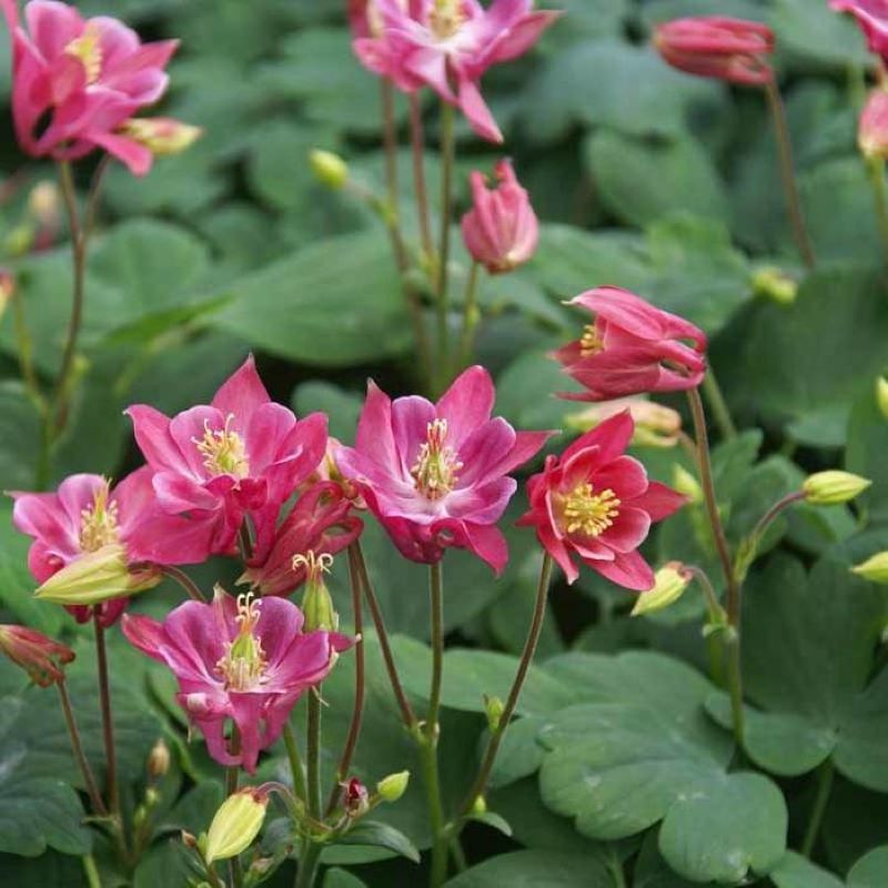 AQUILEGIA WINKY ROSE AND ROSE