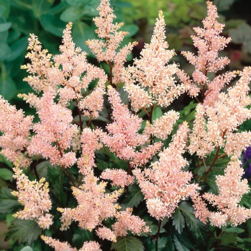 ASTILBE PEACH BLOSSOM