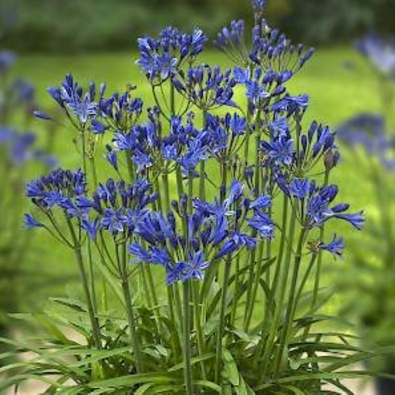 AGAPANTHUS SUMMER LOVE BLUE