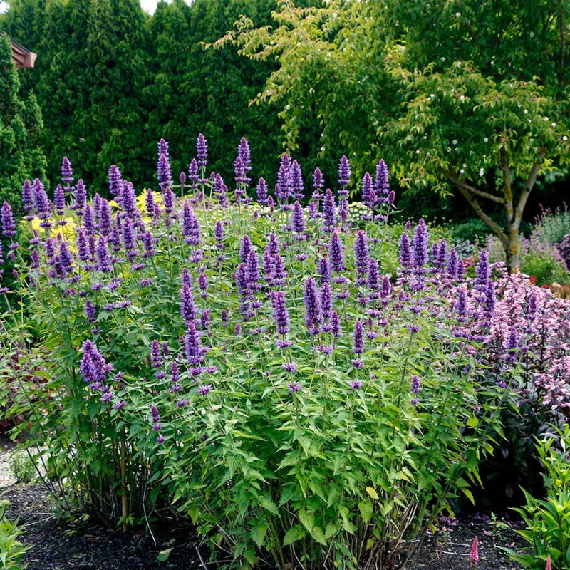 AGASTACHE BLUE BOA