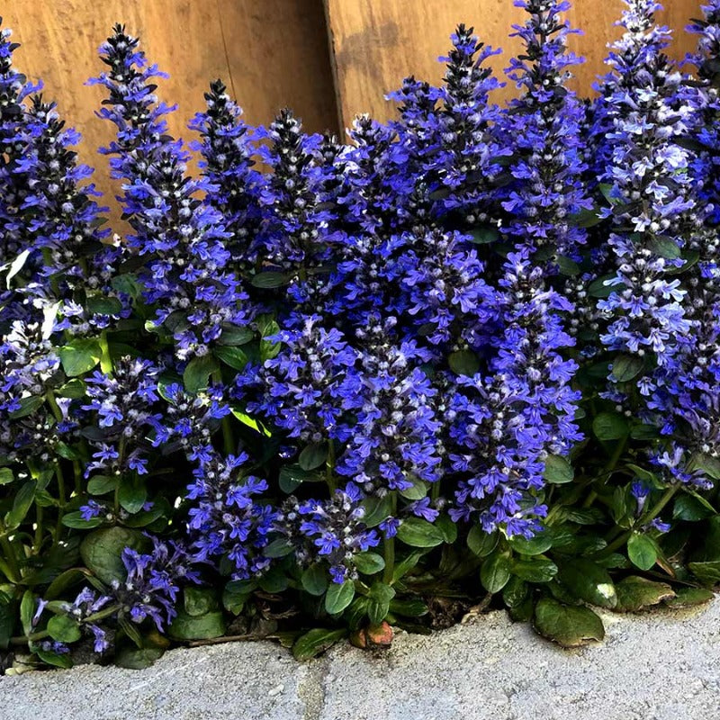 AJUGA BLUEBERRY MUFFIN