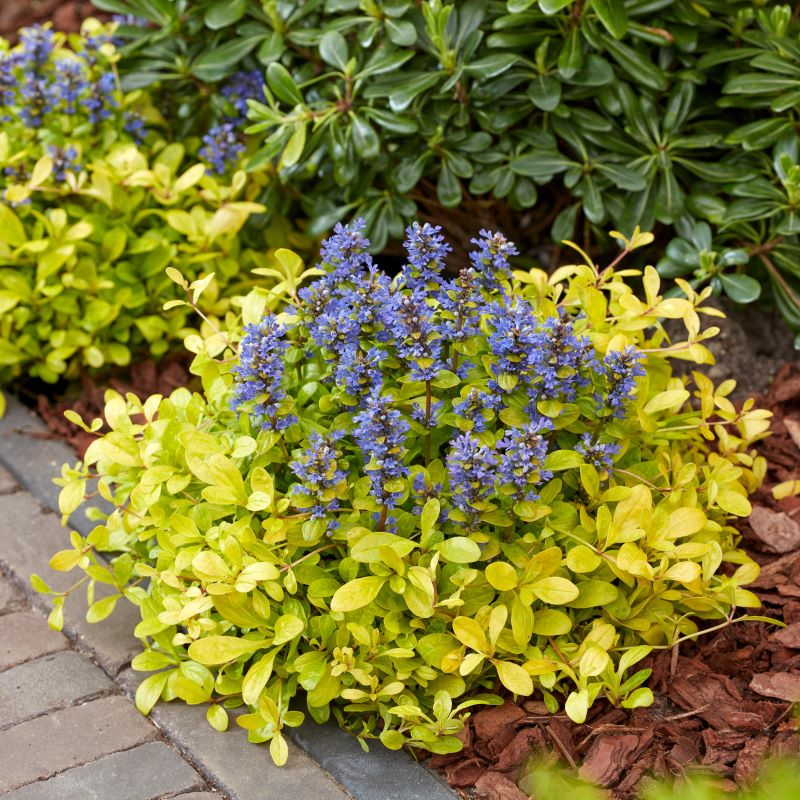 AJUGA CORDIAL CANARY