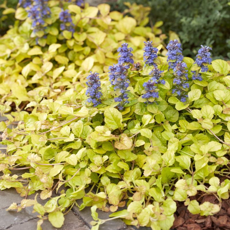 AJUGA PARROT PARADISE