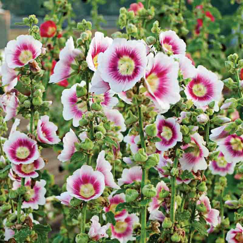 ALCEA HALO BLUSH