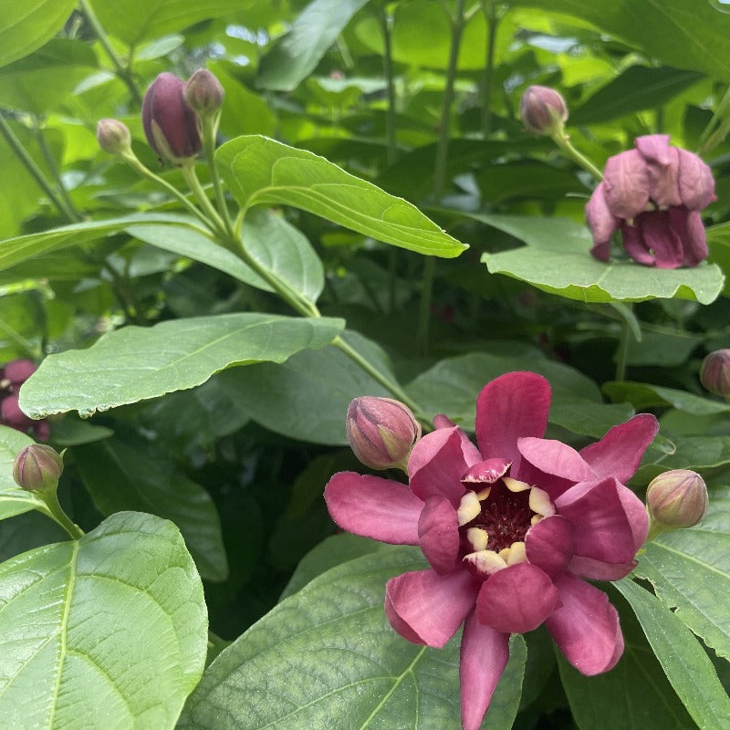 CAROLINA ALLSPICE