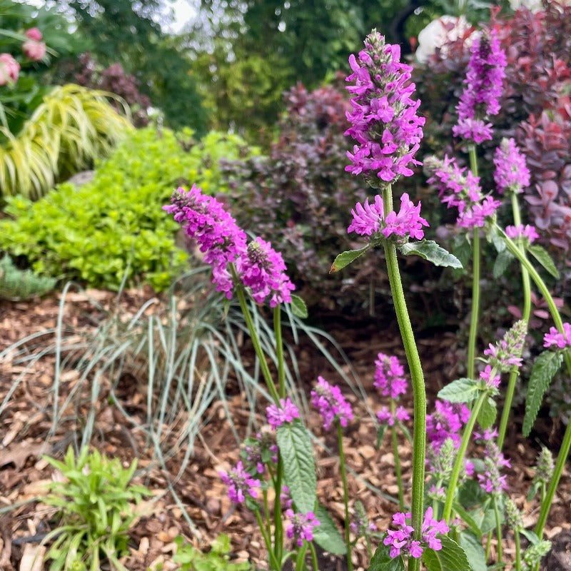 STACHYS MONIERI HUMMELO