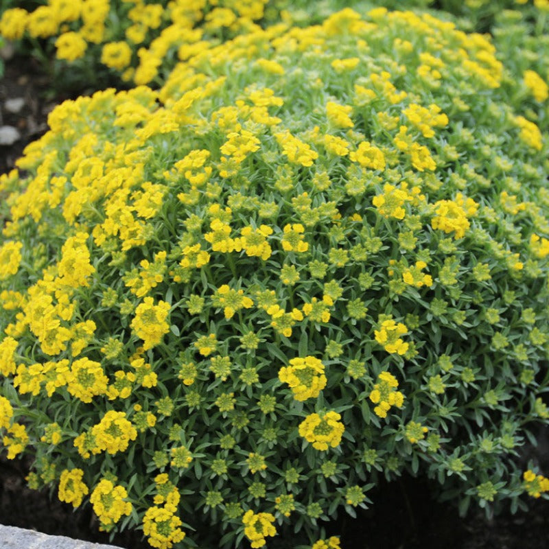 ALYSSUM GOLDEN SPRING