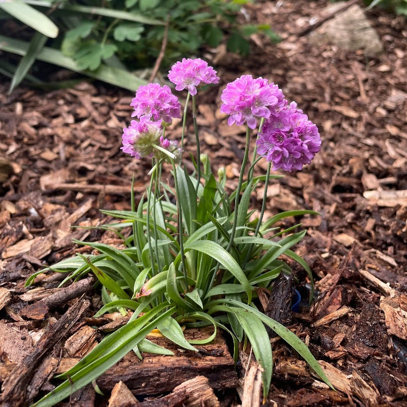 Armeria Ballerina Lilac