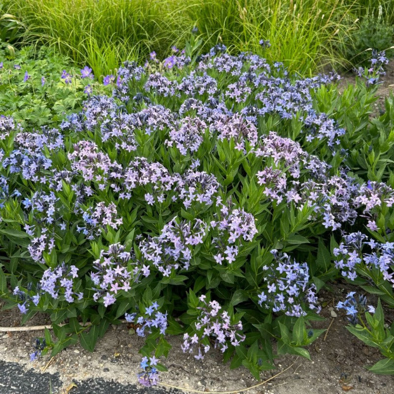 AMSONIA BLUE ICE