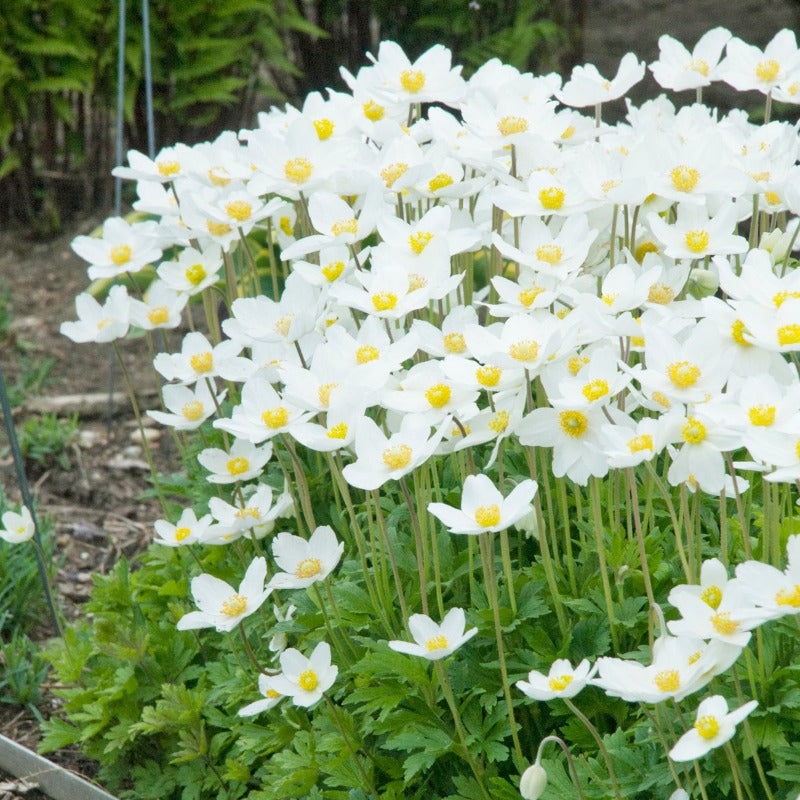 ANEMONE SYLVESTRIS