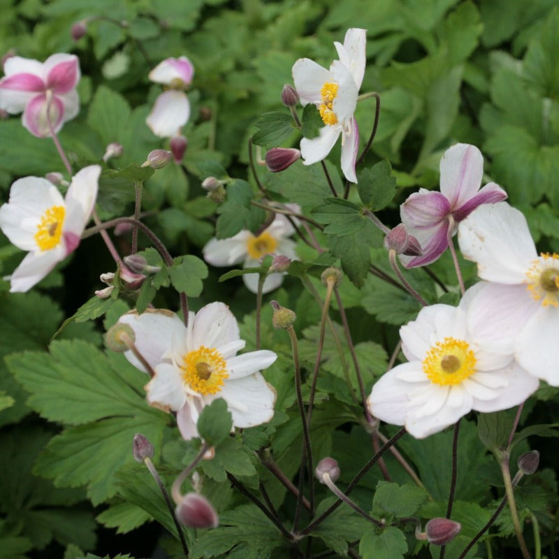 ANEMONE DAINTY SWAN