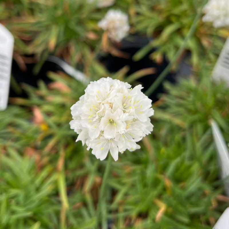 ARMERIA DREAMERIA DREAM CLOUDS