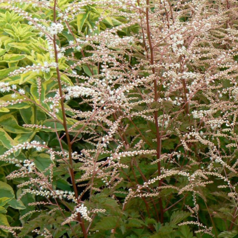 ARUNCUS MISTY LACE