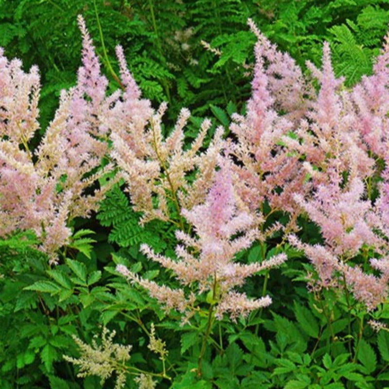 ASTILBE SPRITE