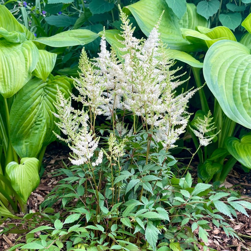 ASTILBE MOJITO