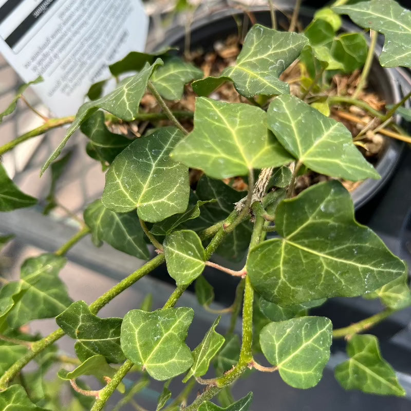 HEDERA BALTICA