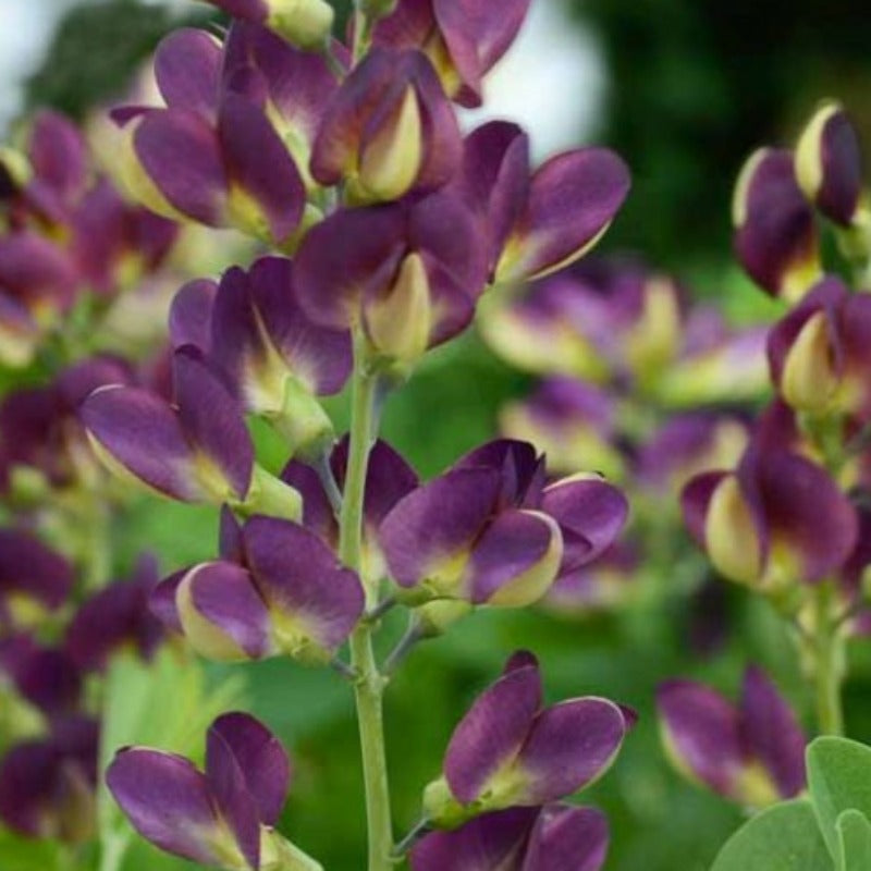 BAPTISIA GRAPE TAFFY