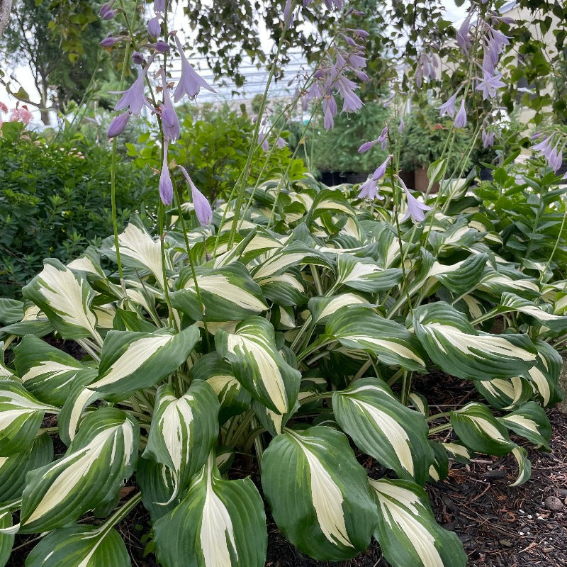 HOSTA BEACH BOY