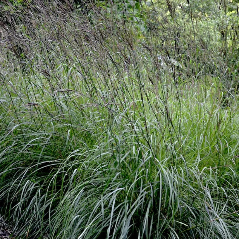 ANDROPOGON GERARDII