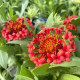 GAILLARDIA FANFARE BLAZE