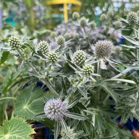 ERYNGIUM BLUE HOBBIT