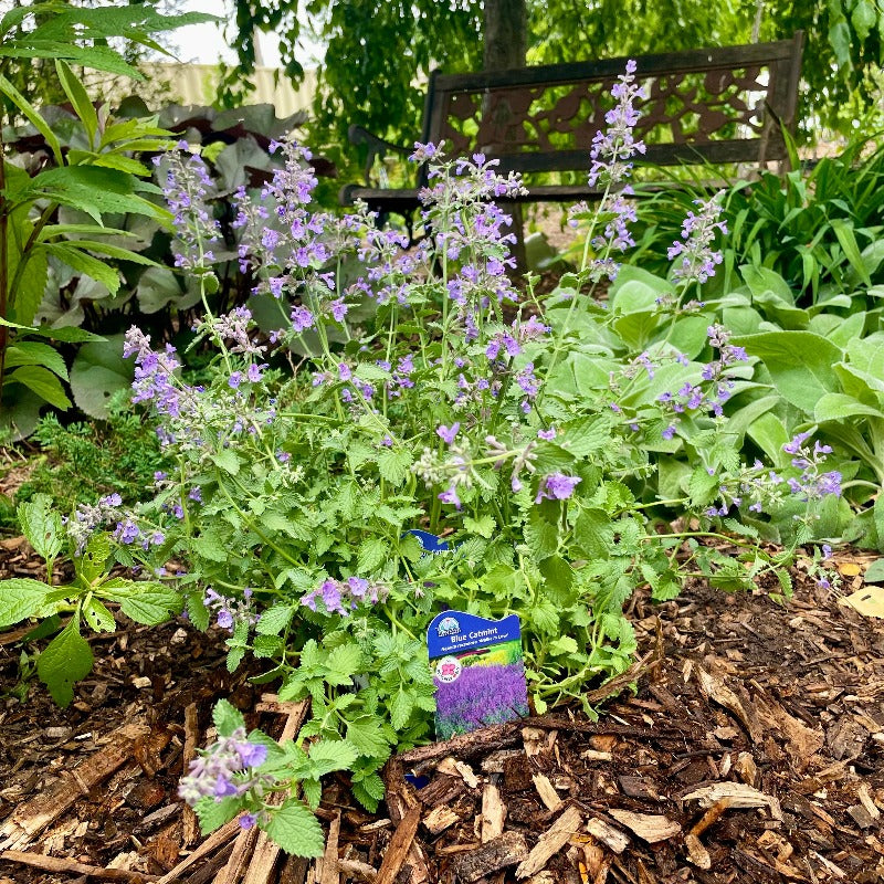 NEPETA WALKERS LOW