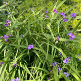 TRADESCANTIA RED GRAPE