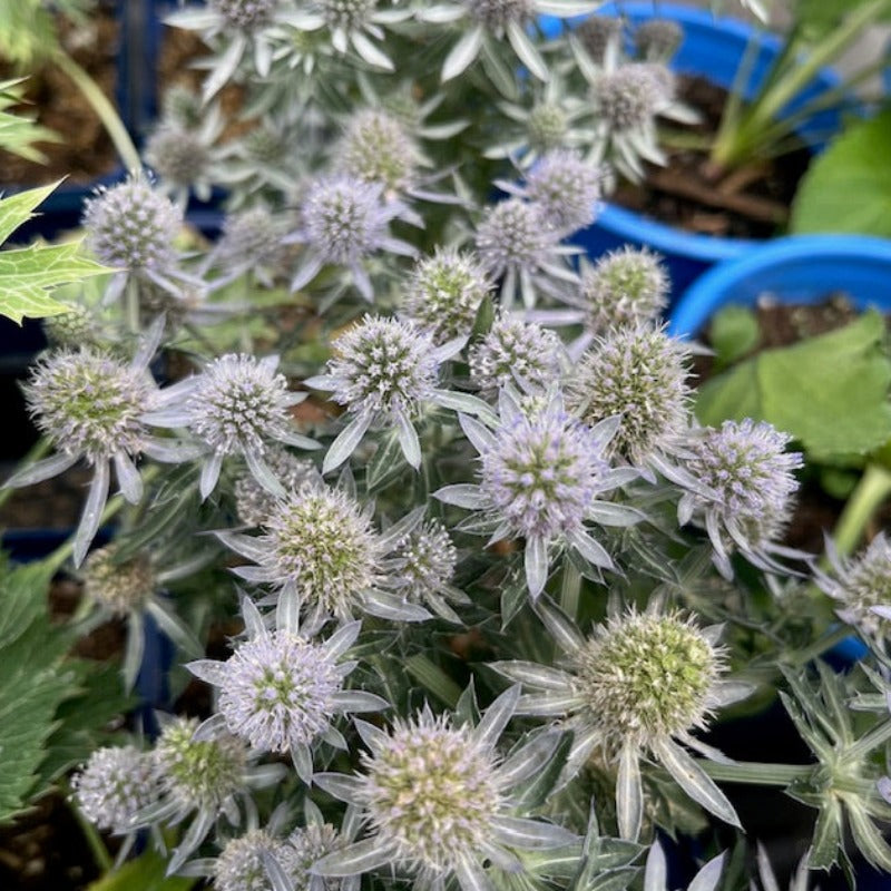 ERYNGIUM BLUE HOBBIT