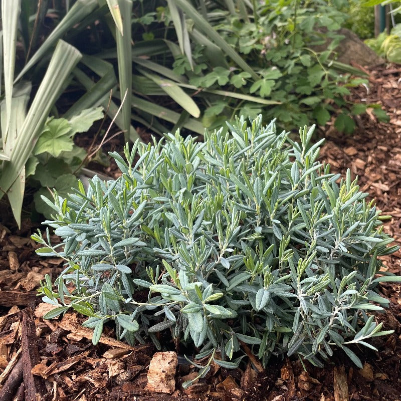 BOG ROSEMARY BLUE ICE