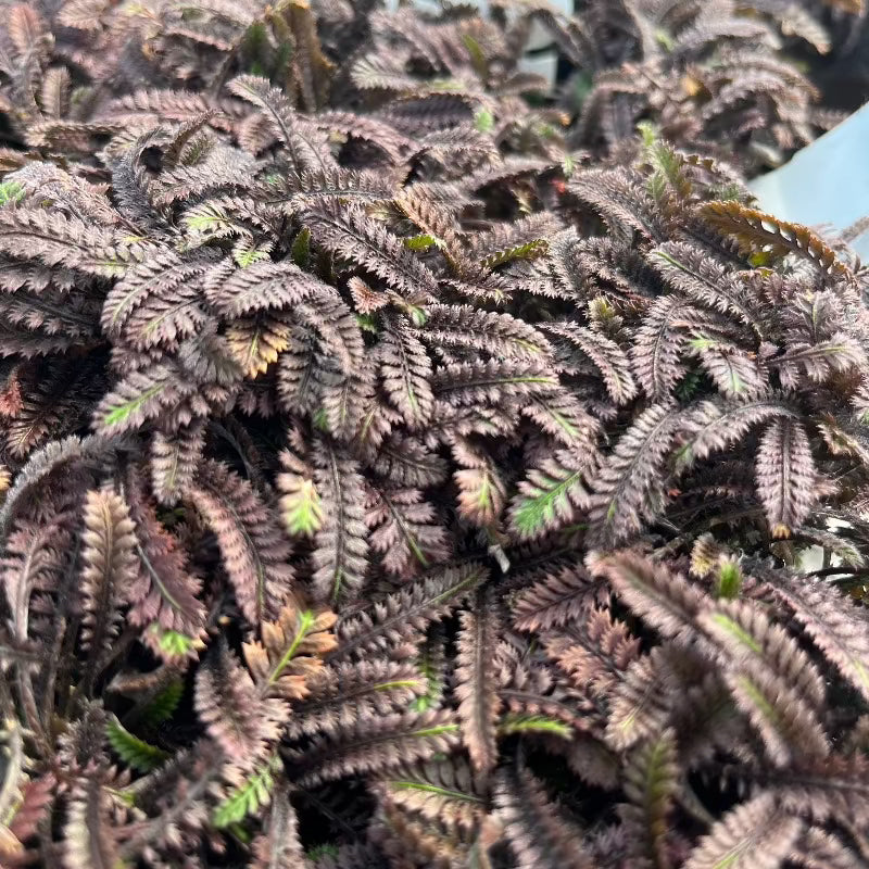 LEPTINELLA PLATTS BLACK