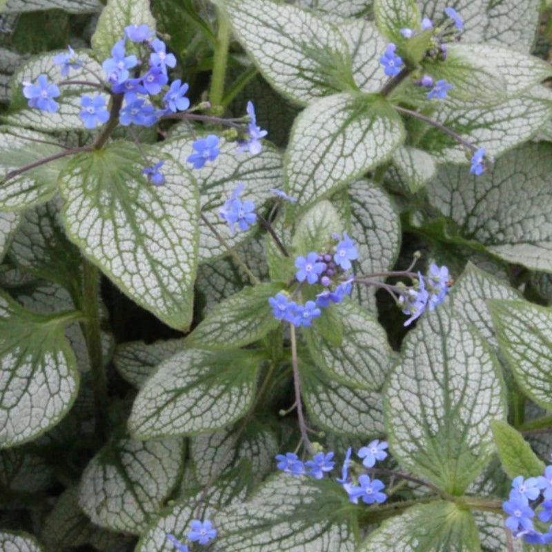 BRUNNERA SILVER HEART