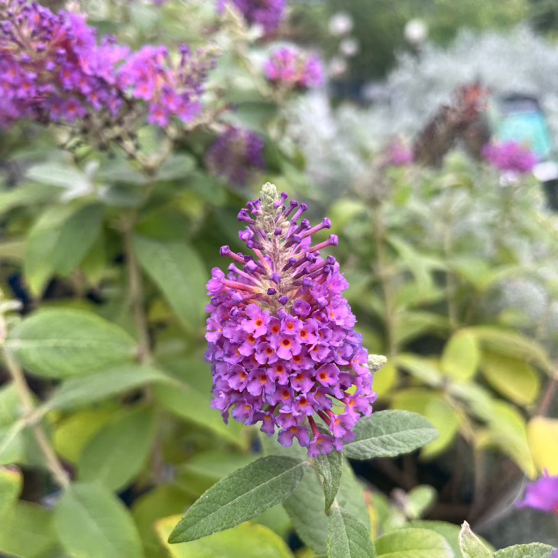 BUDDLEIA CHRYSALIS BLUE