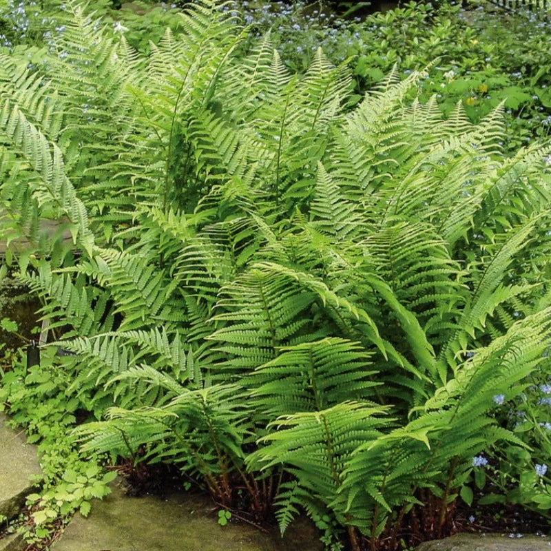 ATHYRIUM FEMINA