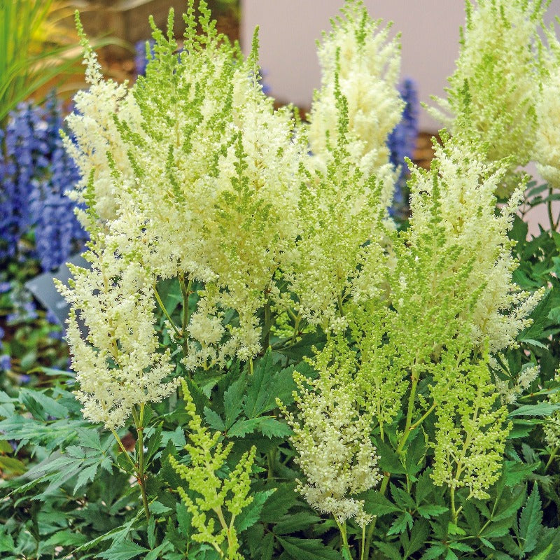 ASTILBE LISA