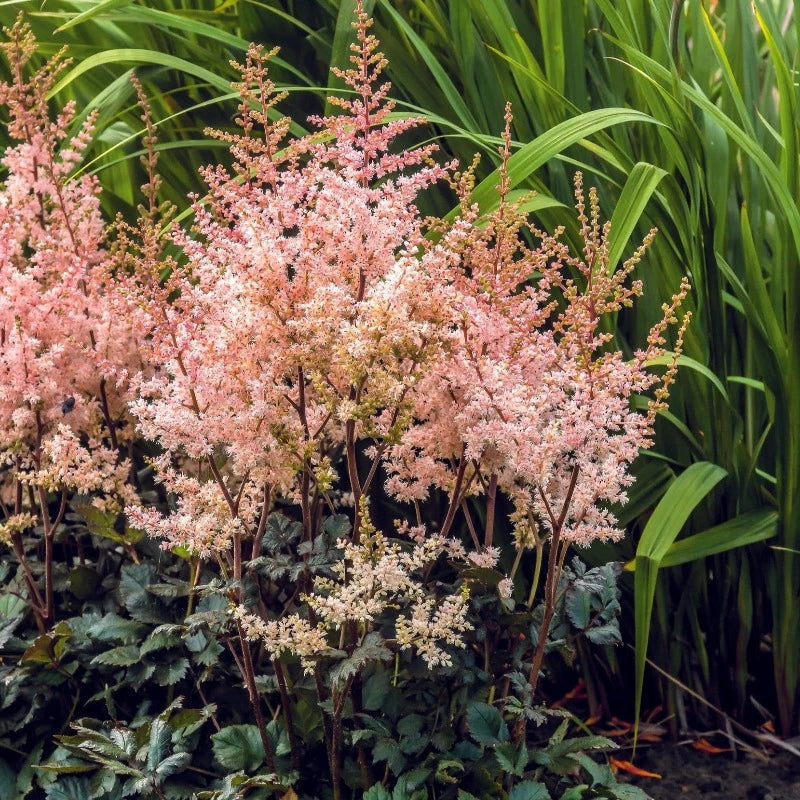 ASTILBE SPOTLIGHT