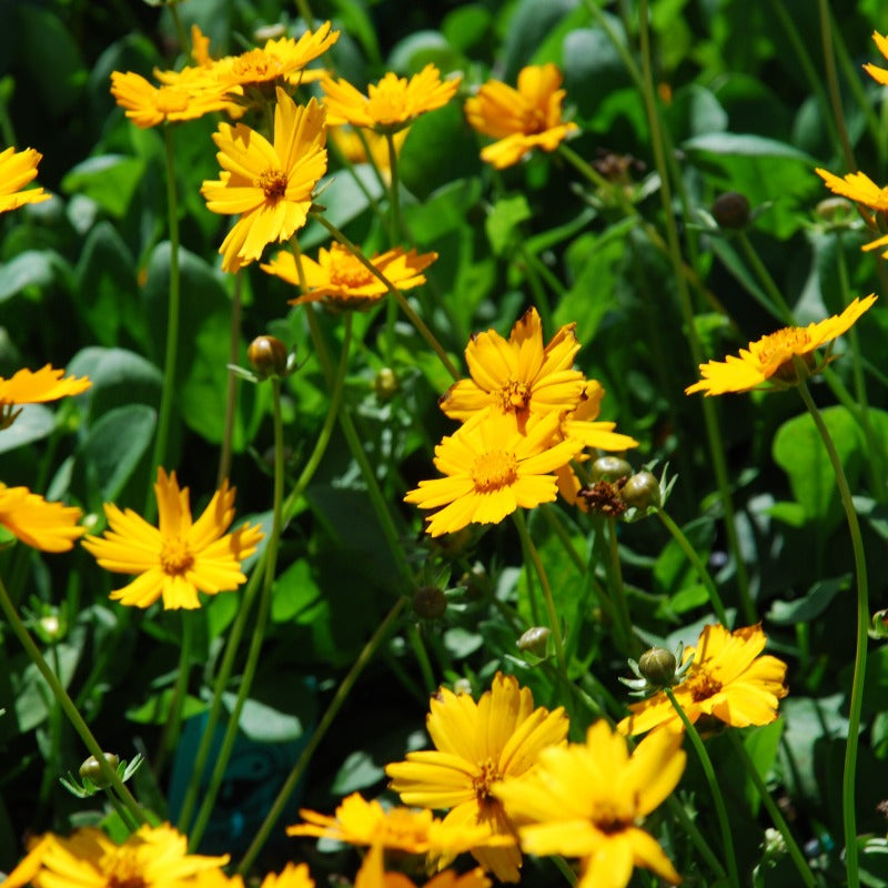 COREOPSIS AURICULATA NANA