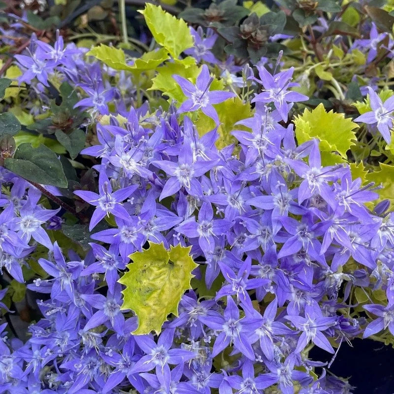 CAMPANULA DICKSON'S GOLD