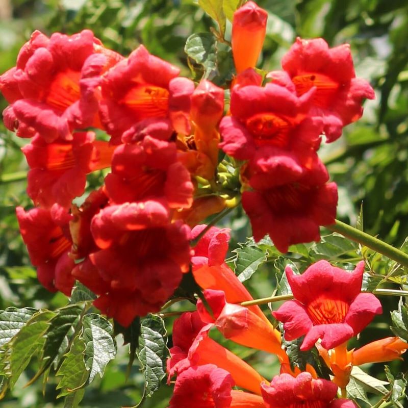 TRUMPET VINE FLAMENCO