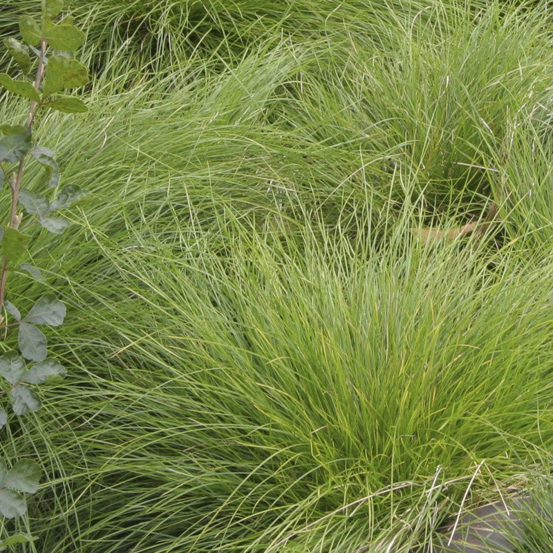 CAREX ROSEA