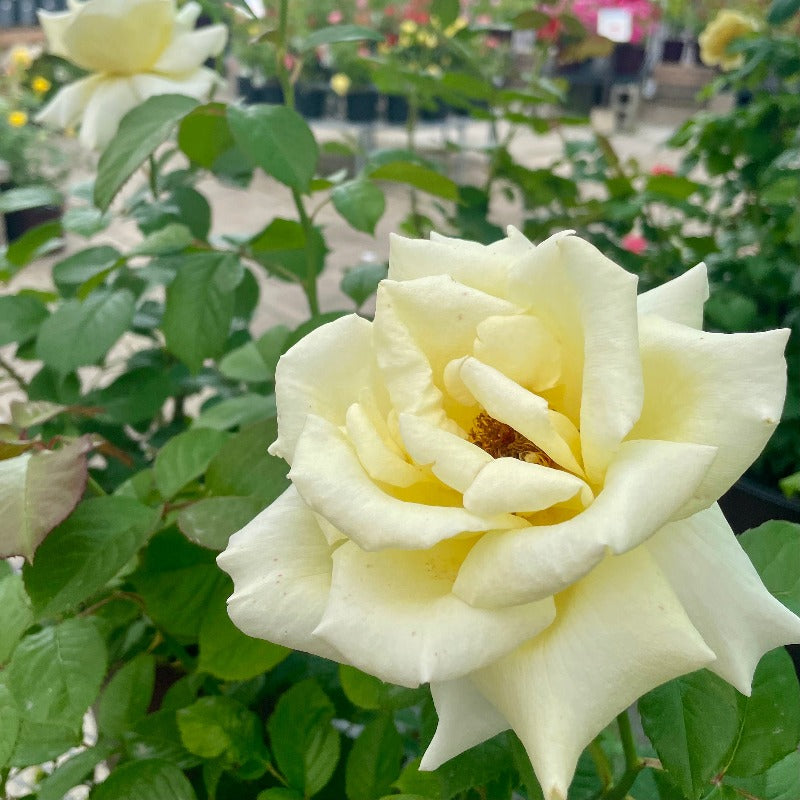 ROSE HYBRID TEA CAROLINE DE MONACO