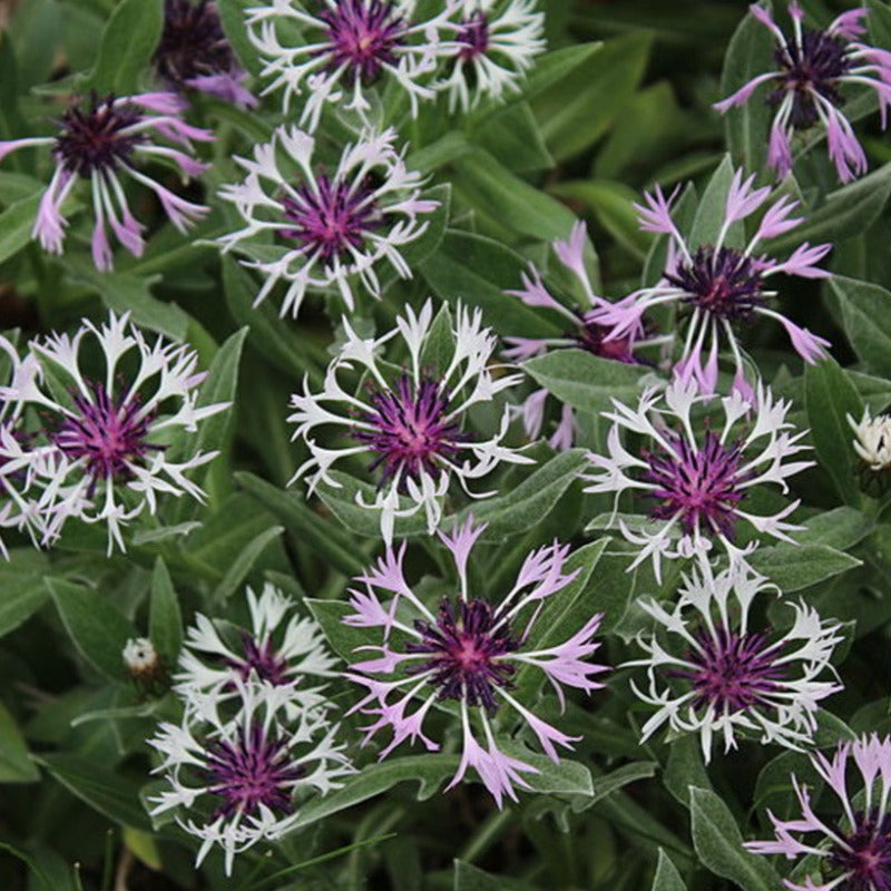 CENTAUREA AMETHYST SNOW