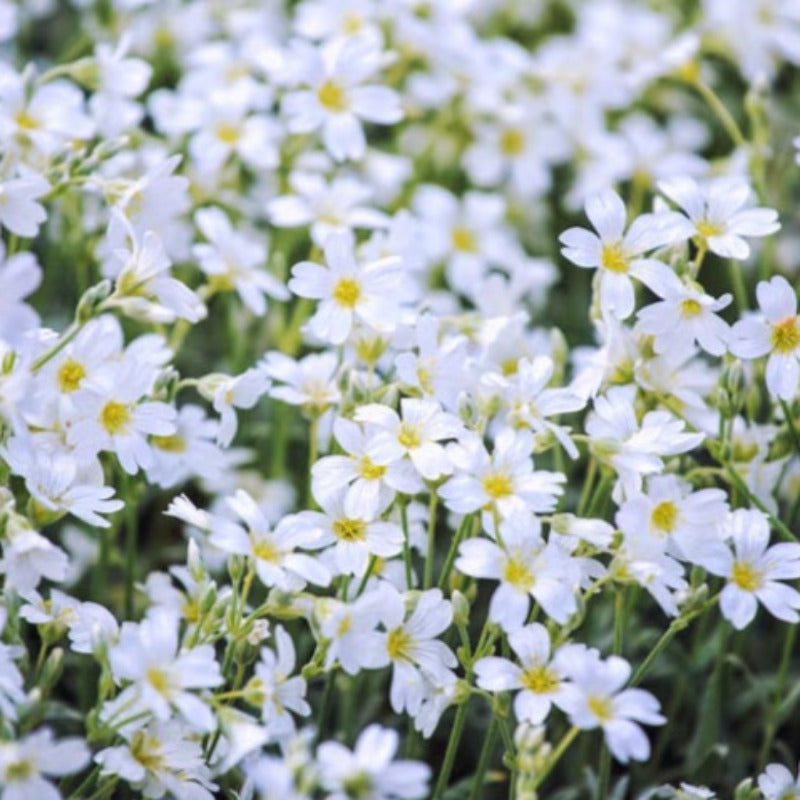 CERASTIUM TOMENTOSUM